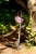 medium-Micro Sprite Silver Matt-2.jpg