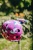 MiniHornitShoot077.JPG