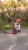 pol_pl_SCOOTANDRIDE-Highwaykick-1-Lifestyle-2w1-Jezdzik-i-hulajnoga-z-zamykanym-schowkiem-1-5-lat-Wildcat-12713_29.jpg
